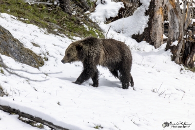 Grizzly Jam in Pelican Valley YNP 2025